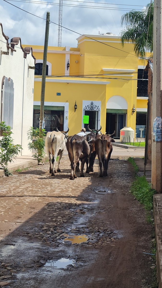 memo_robles's tweet image. Paseando el ganado