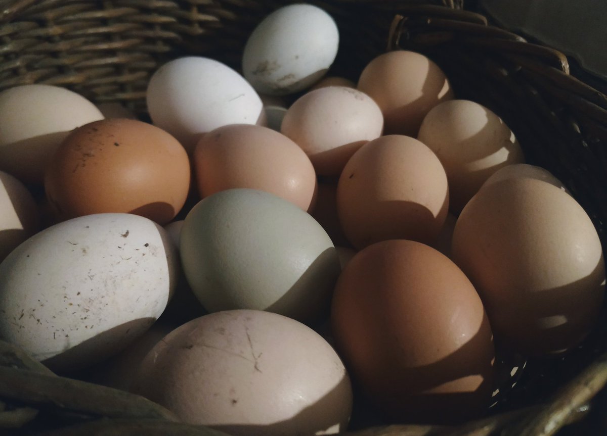 _sindija_'s tweet photo. Vecākiem te lokāli švaki iet ar lauku vistu olu notirgošanu, tāpēc rīt vedīšu savai kaimiņienei uz Rīgu 50 olas 🥚🍳 Ja nu kādam lauku olas prasās, hit me up. https://t.co/Jzvedgdh8s