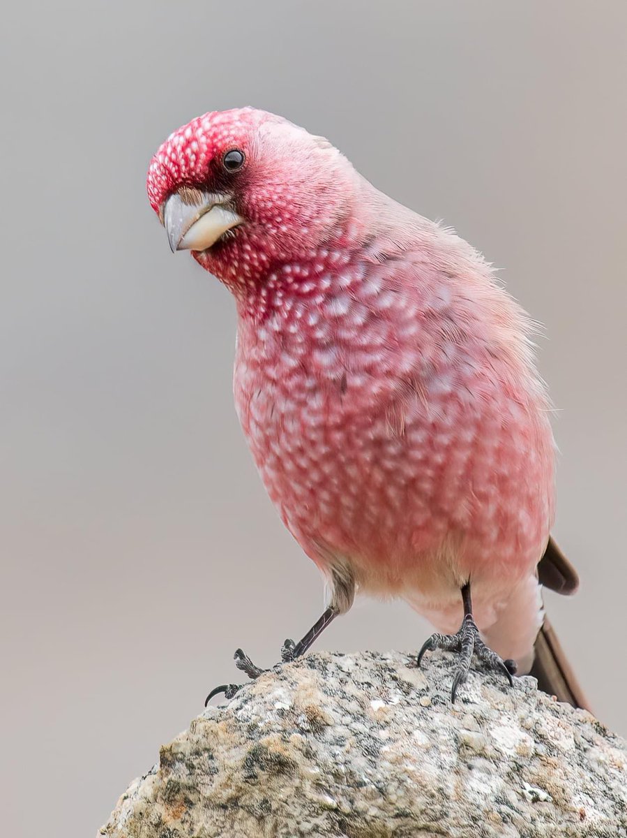 veritebeaute's tweet photo. Le Roselin tacheté (Carpodacus rubicilla) est une espèce de passereaux de la famille des Fringillidae présent en Afghanistan, en Azerbaïdjan et Géorgie.
Assez fréquente mais localisée, cette espèce fréquente la zone alpine du Caucase ….. https://t.co/2YDYsCJAfR