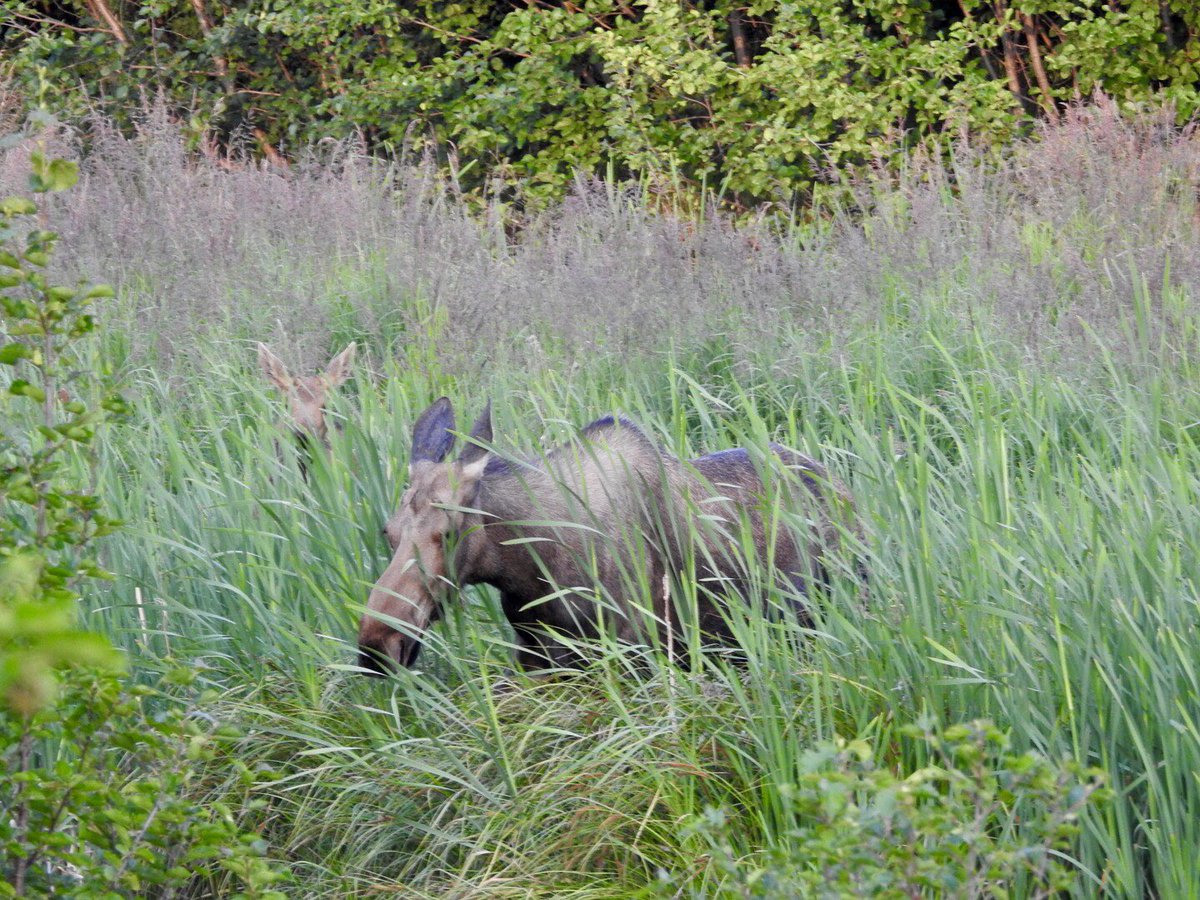 “The grass is so tall, Mom!”
#moose #Alaska #Anchorage #NaturePhotography #AlaskaWildlife #wildlifephotography