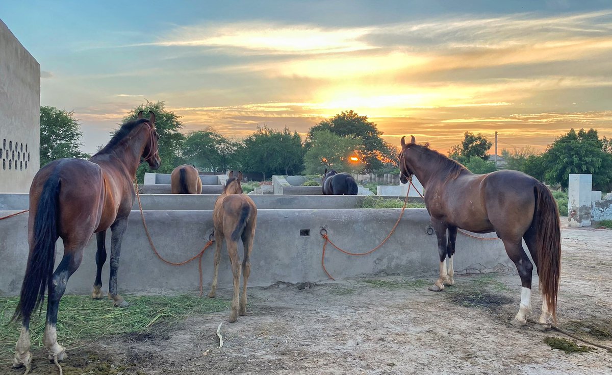 NaulSahb's tweet photo. تیرے دل پہ کاش ظالم مجھے اختیار ہوتا

#Horse #Punjab #BeautifulPakistan https://t.co/LqHCXmV3ty