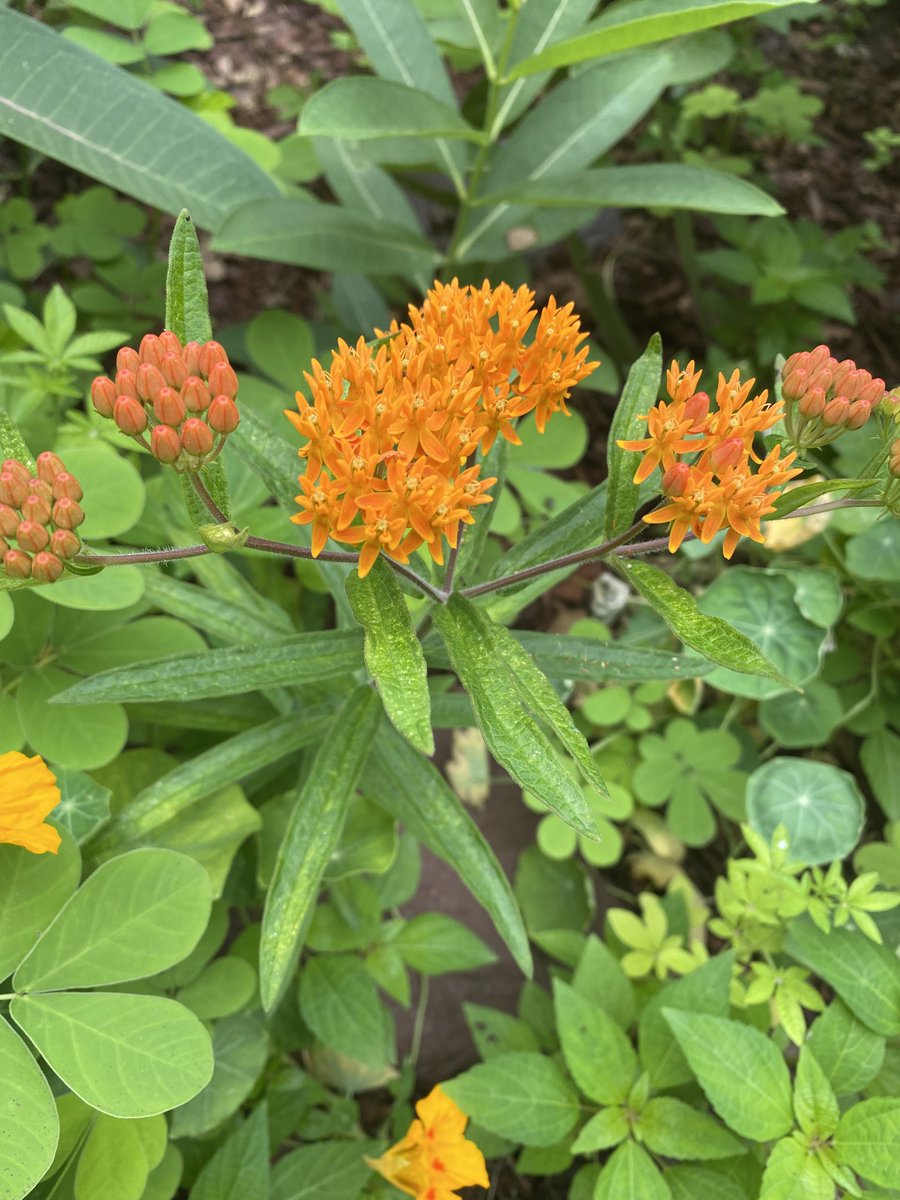 marietculver's tweet photo. Pollinator Paradise! #mountainmint #milkweed #blackeyedsusan #beebalm 🐝🦋💜 #homegarden https://t.co/2cIo6M4qXL