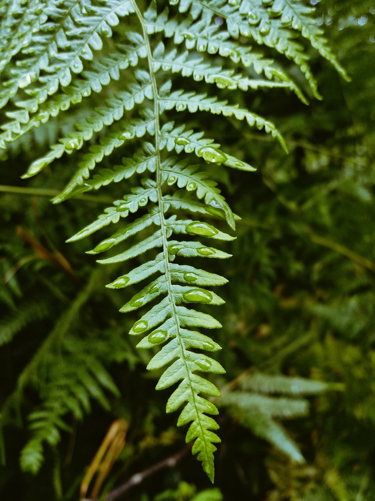 bazı detaylar 🌿

#wallpaper #mobileshot #withgalaxy