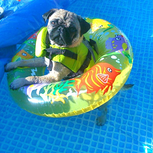 Havilah_V's tweet photo. #FurryFriday:
#Summer #SummerTime #SummerVacation #Vacation #VacationFun #VacationAdventure #Dog #Dogs #DogsInCostumes #Pug #SwimmingPool #SwimFloat #PoolFloat - Photo by sharkythepug https://t.co/U2JmYz4JhO