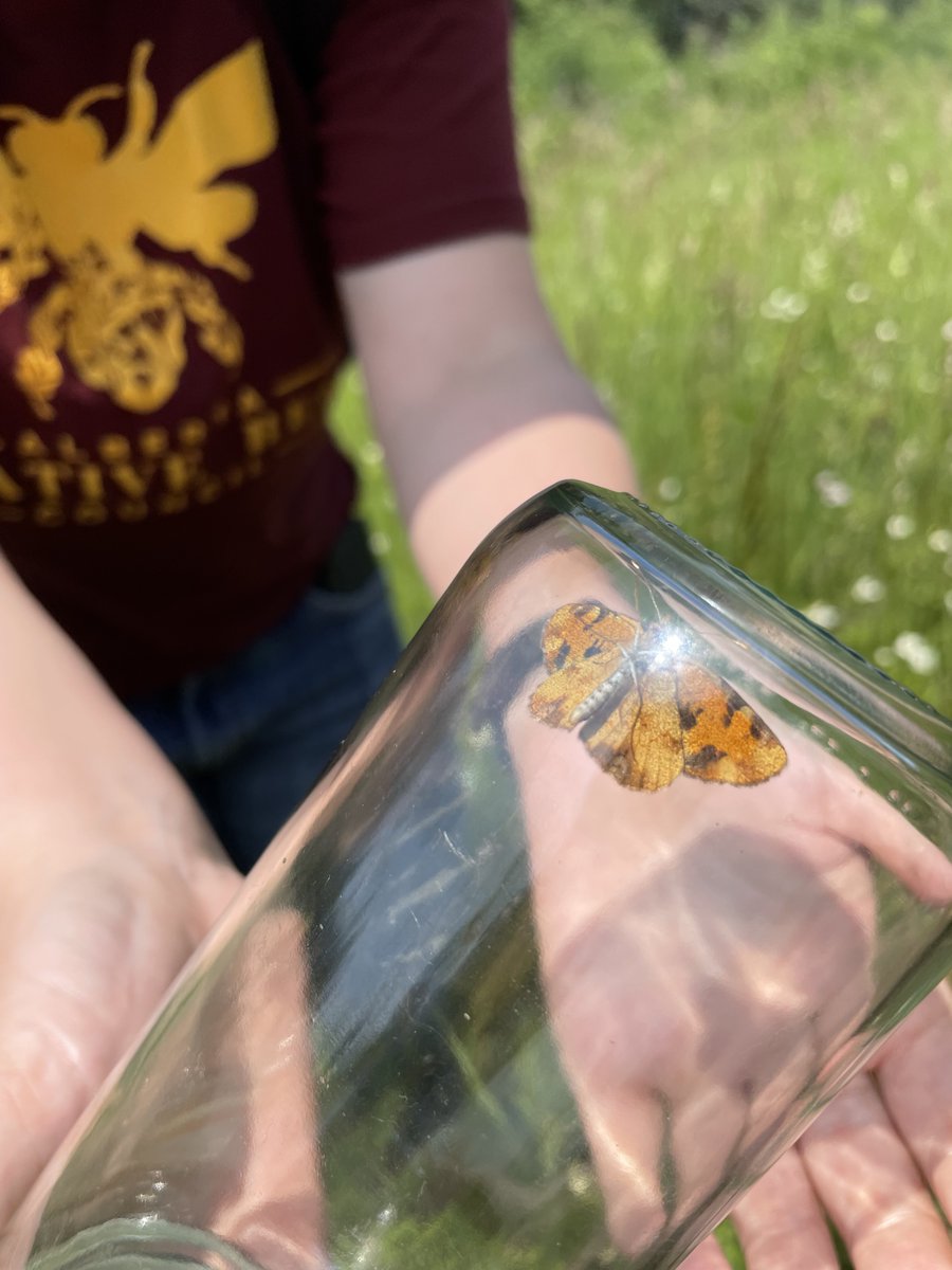 ABNativeBees's tweet photo. We are excited to host another Pollinator Walk alongside the Edmonton Native Plant Society! If you are interested in joining us on the evening of Friday July 22, at Bunchberry Meadows, please register on our website.

https://t.co/vG8cDTcQ8T https://t.co/HLpneKkxIu