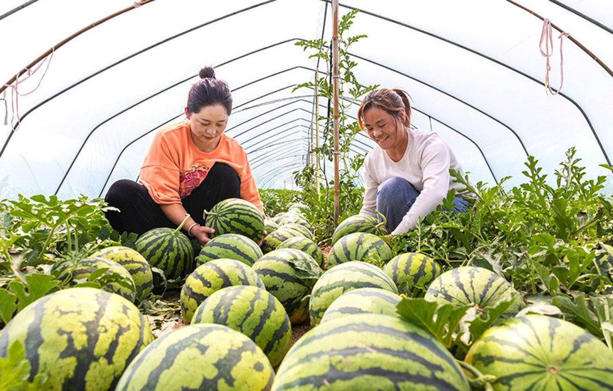ChinaDaily's tweet photo. In the midsummer, farmers in Yuwang township of Yuncheng, Shanxi province, are busy harvesting watermelon. The sweet Xiale brand melons have received a warm welcome by consumers and helped local farmers increase their incomes and promote the revitalization of rural industries. https://t.co/nM1JdYWHOa