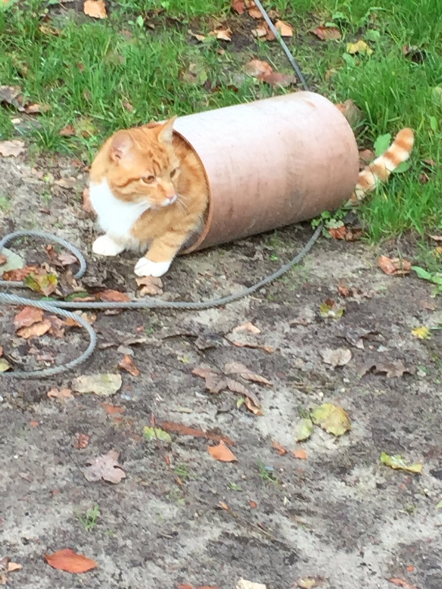 Lenny is tubular 😻😽😻😽 #FridayFeeling #CatsOfTwitter #cats #photography #photographer #Germany #FridayFitness