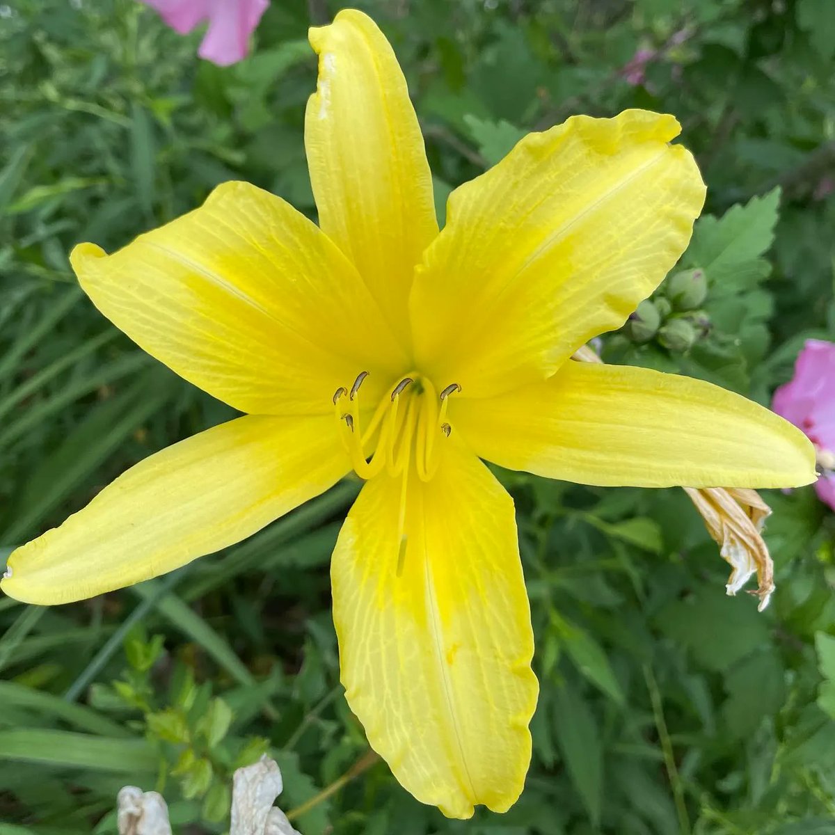 steve_elsner's tweet photo. Y17D342 #nothingbutflowers @clearwing_moth https://t.co/IY6JZsZtxs https://t.co/eAjVjRgZPA