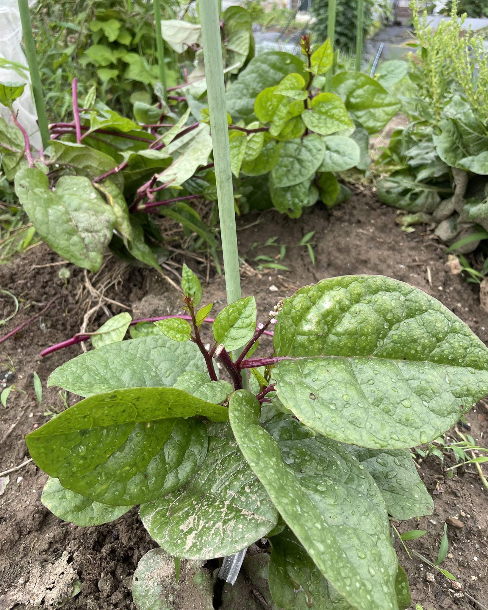 りちこりん 去年の落ち種からの ツルムラサキ 種撒くより なぜか元気なのよね 元気なのはありがたいけど 地面を這って泥だらけは困るので こんな感じで支柱に添わせてみました 今後どうなるかな T Co 4mxafzdfta Twitter