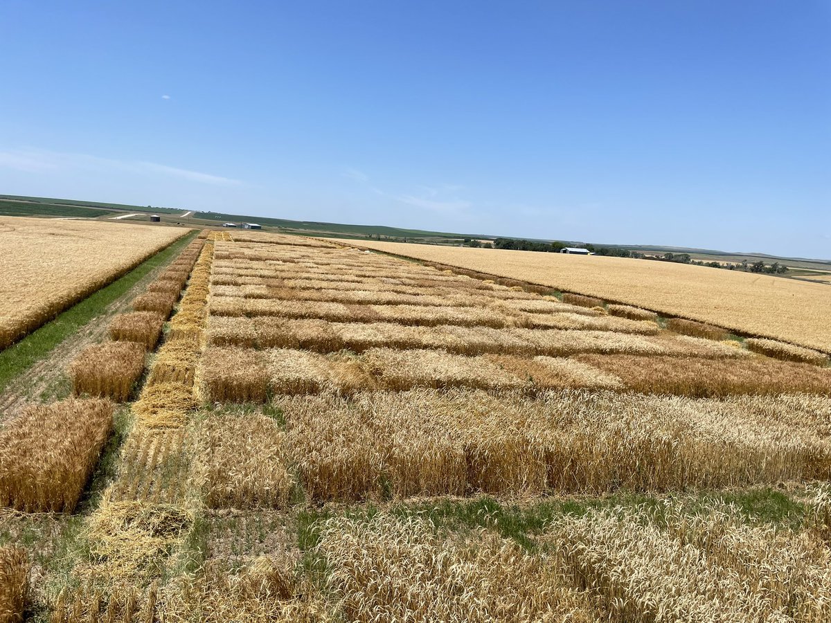 WheatInnovation's tweet photo. Our first 2022 harvest at Ideal, SD is in books 🎯Great fun with great wheat and even better with best team. Thanks 🙏 @idealfarmer @wheatsd #TeamWheat @SDState 🌾🌾🌾❤️ https://t.co/ibYAABGofj