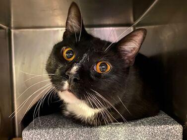 NYCDEATHROWCATS's tweet photo. Midnight is an independent, mellow, playful and assertive cat who loves a good cat bed to sleep in and loves to play with ball toys. Midnight also loves small stuffed animals.He is a big fan of lounging about and playing. 
https://t.co/yK1NpuEUL6 https://t.co/3RdWkAZUmm