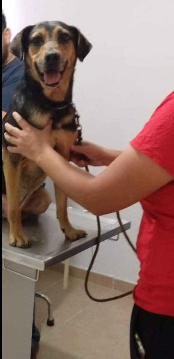 #animaLOVERS tweet media