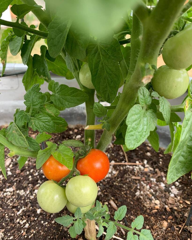 blackheartden's tweet photo. We only did a small garden this year, but it’s coming in nicely!!
••
#garden #backyardgarden #growstuff #plants #tomatoes #veggies #growfood https://t.co/4hrb2uEZA3