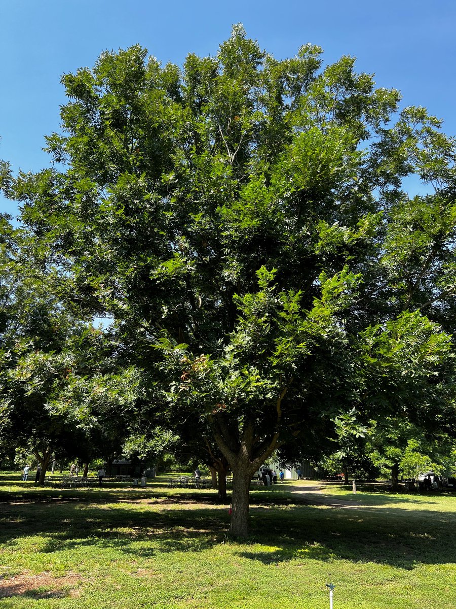 ValentBioStim's tweet photo. Thank you #TPGA for a great conference and field day! #Texas #PecanGrowers #Agriculture #Pecans #TexasPecans https://t.co/htdIc1mphG