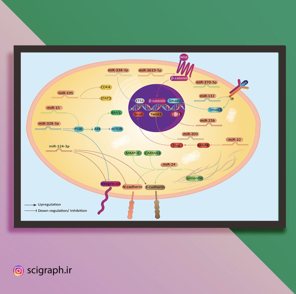SafariScigraph's tweet photo. Role of microRNA/Epithelial-to-Mesenchymal Transition Axis in the Metastasis of Bladder Cancer
- Published in "Biomolecules", Volume 10, Issue8
- Impact factor: 6
#bladder_cancer #pancreatic_cancer #Cancer #science #sciart #Scientist #molecularbiology #biotech #Article https://t.co/jM8qdiPqiN