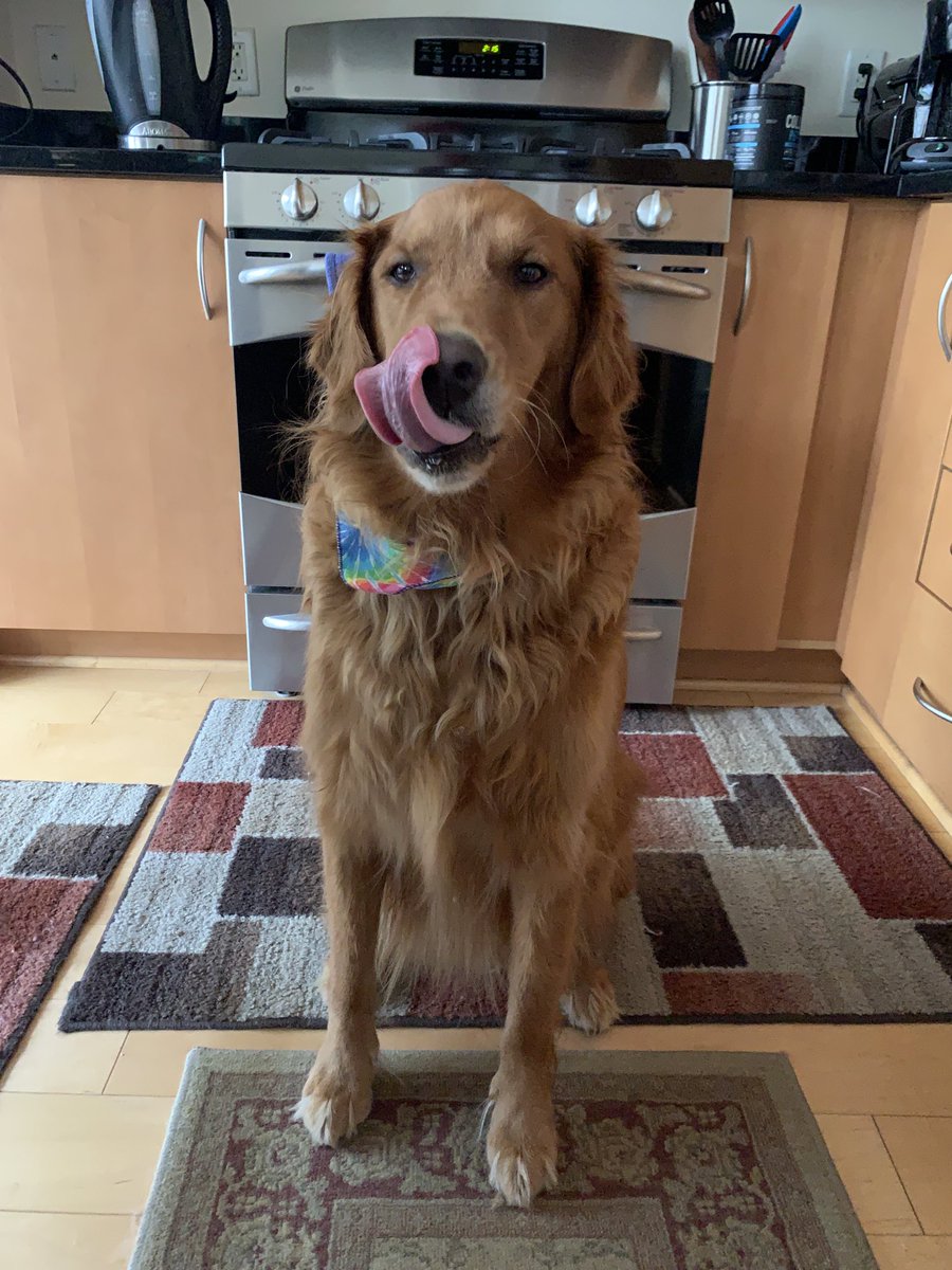 #Truman #GoldenRetriever