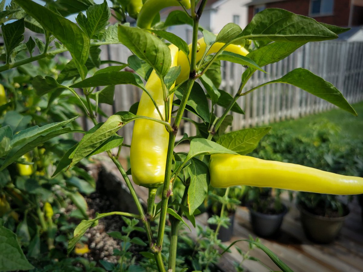 downbytwo's tweet photo. If you're like most Canadian backyard farmers, you've got a lot of peppers ready to rock right about now. Homemade Hot Sauces are on the menu!
Follow #DBS co-host @ryanlindley because he's #GettingSauced, but not the way he normally does. Follow along at https://t.co/wMQrHHpX9X. https://t.co/GLz2sULI40