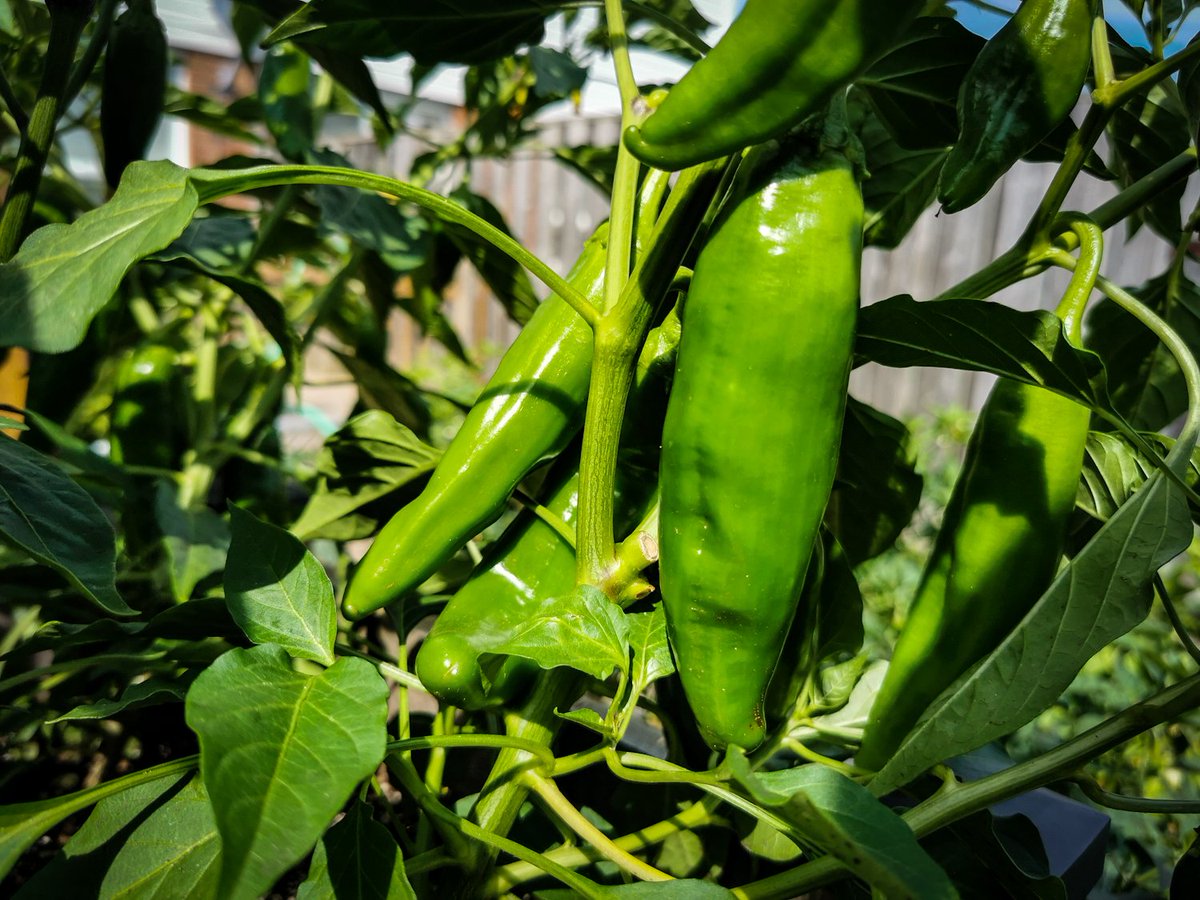 downbytwo's tweet photo. If you're like most Canadian backyard farmers, you've got a lot of peppers ready to rock right about now. Homemade Hot Sauces are on the menu!
Follow #DBS co-host @ryanlindley because he's #GettingSauced, but not the way he normally does. Follow along at https://t.co/wMQrHHpX9X. https://t.co/GLz2sULI40