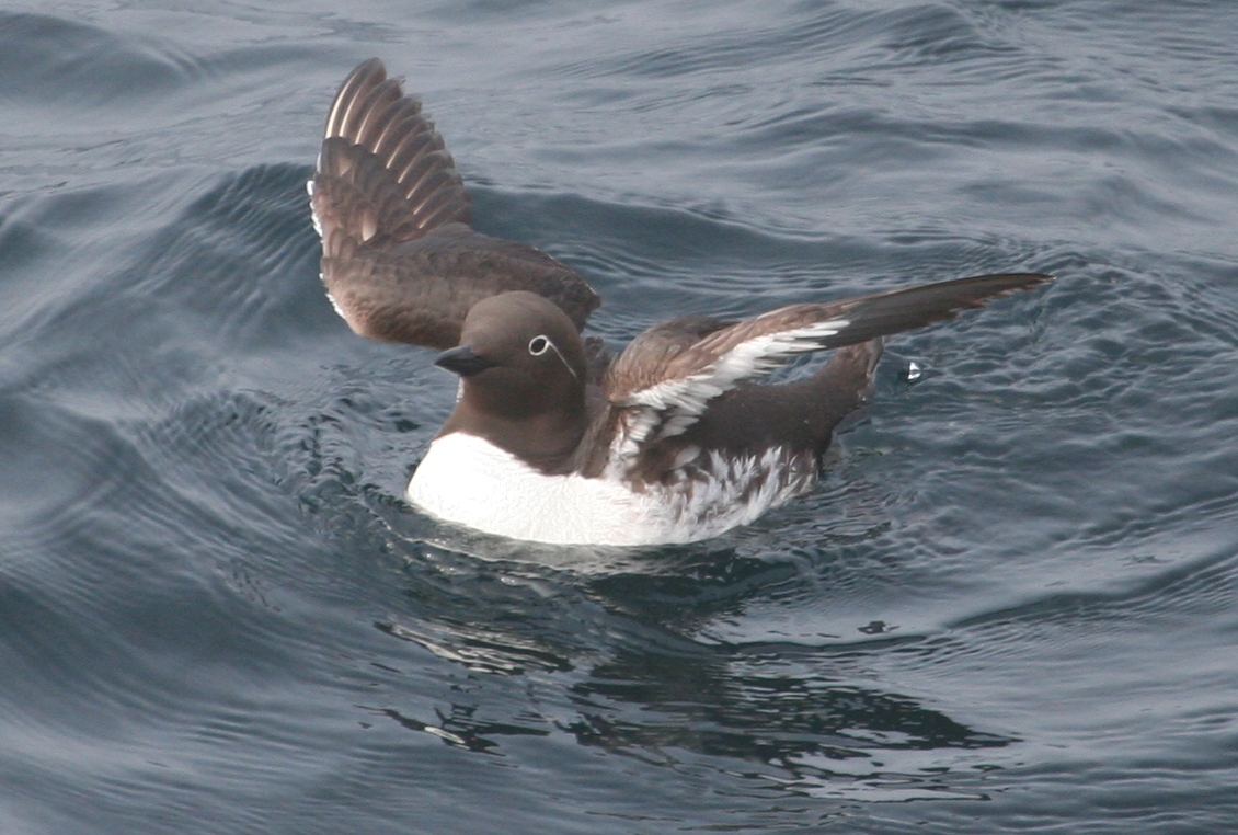 Bob Hennebury ATVed from just east of Pt May to Lord's Cove on the southern Burin Pen and counted 257 dead seabirds. Mostly murres, 7-8 gannets, 7-8 gulls, 6 puffins and some razorbills!