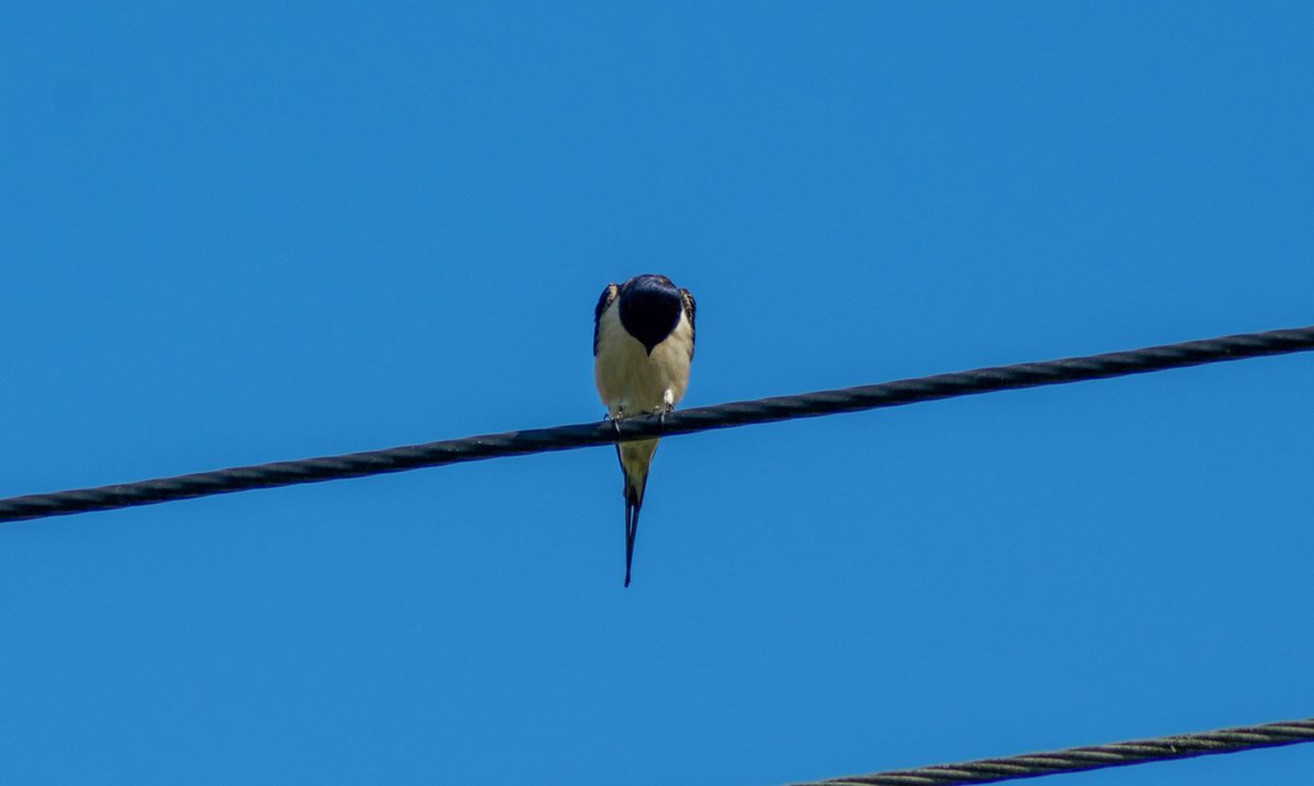 spotter_new's tweet photo. Some shot of the recent birds in Gloucestershire https://t.co/CT0SsQ8D0T