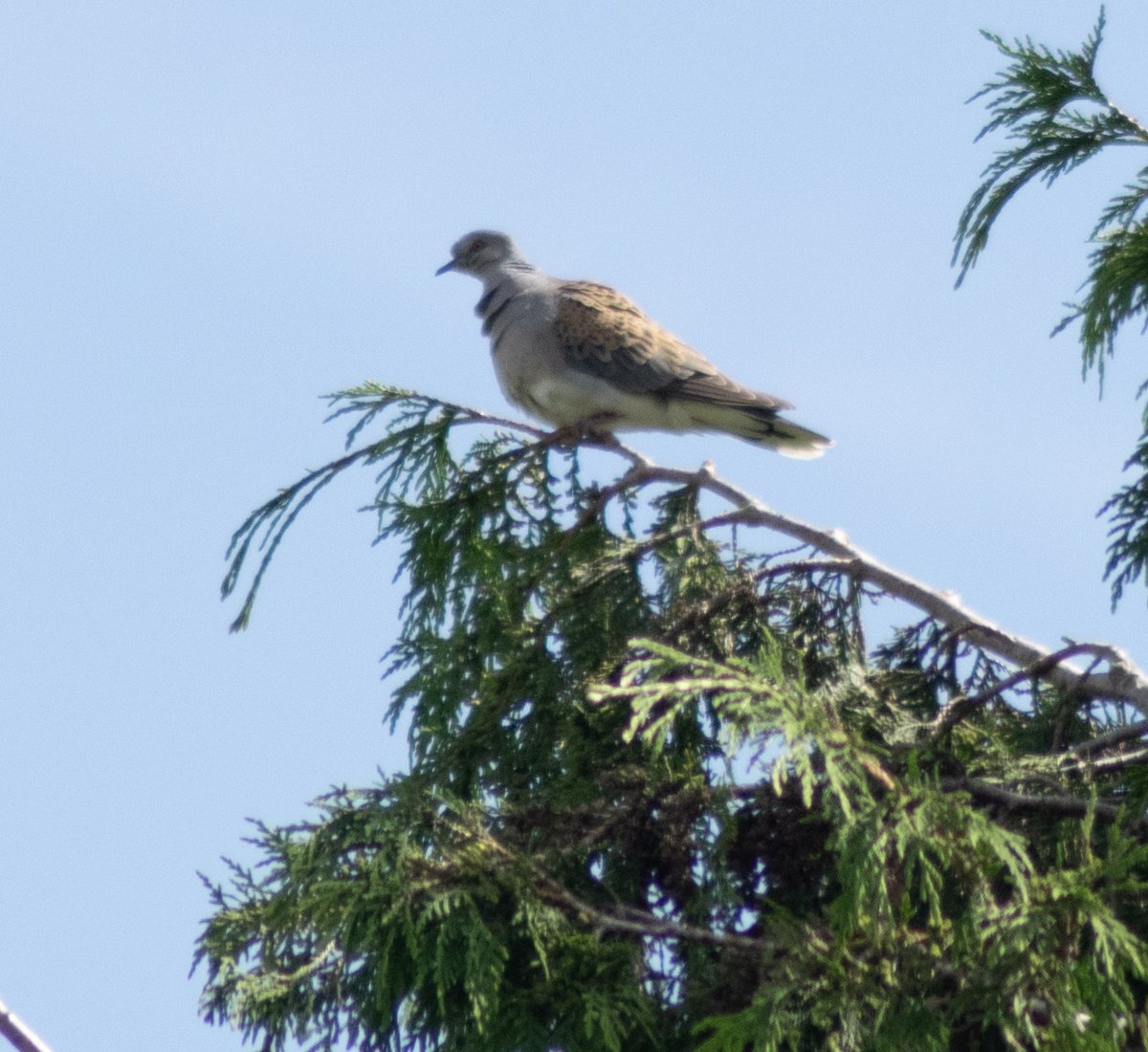 spotter_new's tweet photo. Some shot of the recent birds in Gloucestershire https://t.co/CT0SsQ8D0T