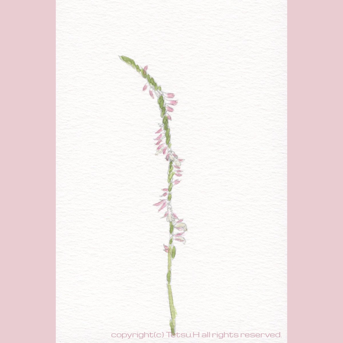 Spiranthessinensis Twitter Search Twitter