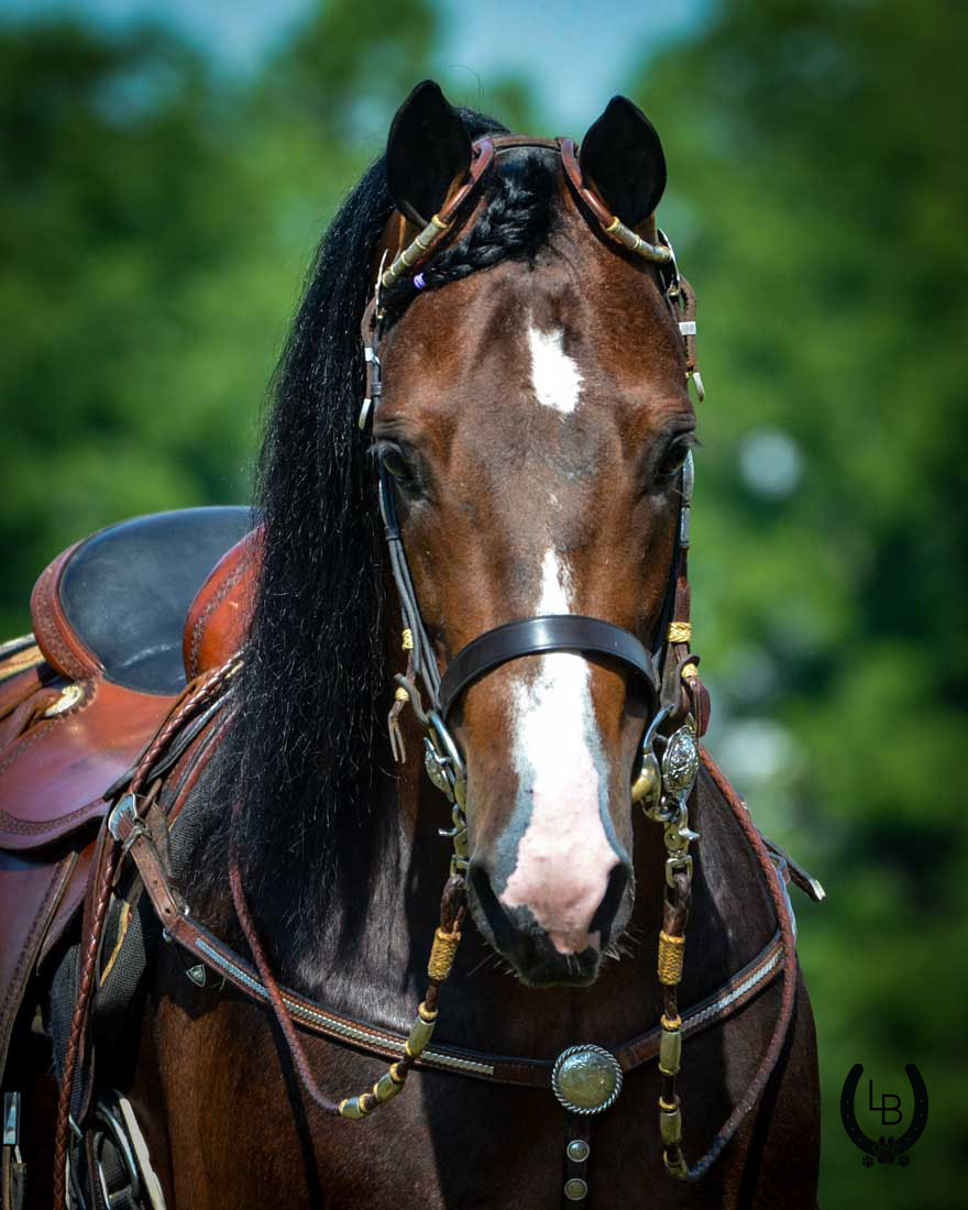 MorganShowcase's tweet image. CONGRATULATIONS to Amos Fisher, A&amp;amp;M Stables, Hagerstown, IN, agent for Daniel Fisher on the sale of NEWMONT'S GET FIRED UP!

Find your perfect Morgan at morganshowcase.com
#MorganShowcase #MorgansForSale #MorgansSold #MorganHorse #MakeItAMorgan #MorganStallionsStanding
