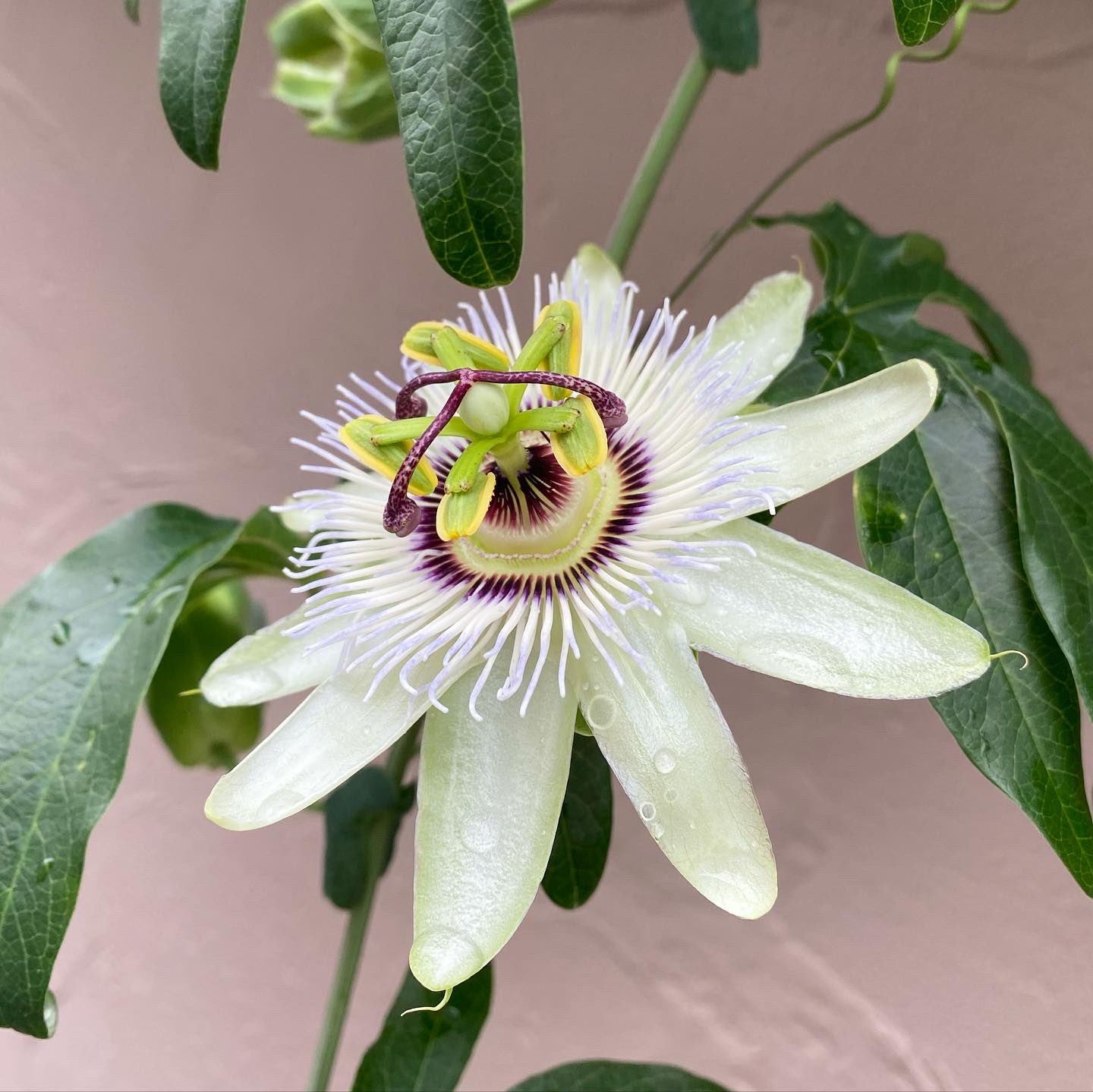 Paisley Today S Flower Passion Flower Holylove Faith Love トケイソウは面白い形が好きな花 何とパッションフルーツもトケイソウの一種だと知ってビックリしています T Co Btjmiruolh Twitter