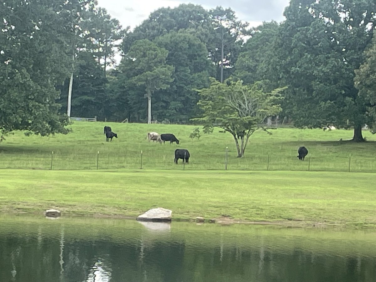 Beautiful day <a href="/SouthStarFarm/">HooperWill Farm</a> with <a href="/GaryLowman10/">Gary Lowman</a> and <a href="/RitalowmanRita/">Rita Lowman</a>
#farmlife #cattlefarming