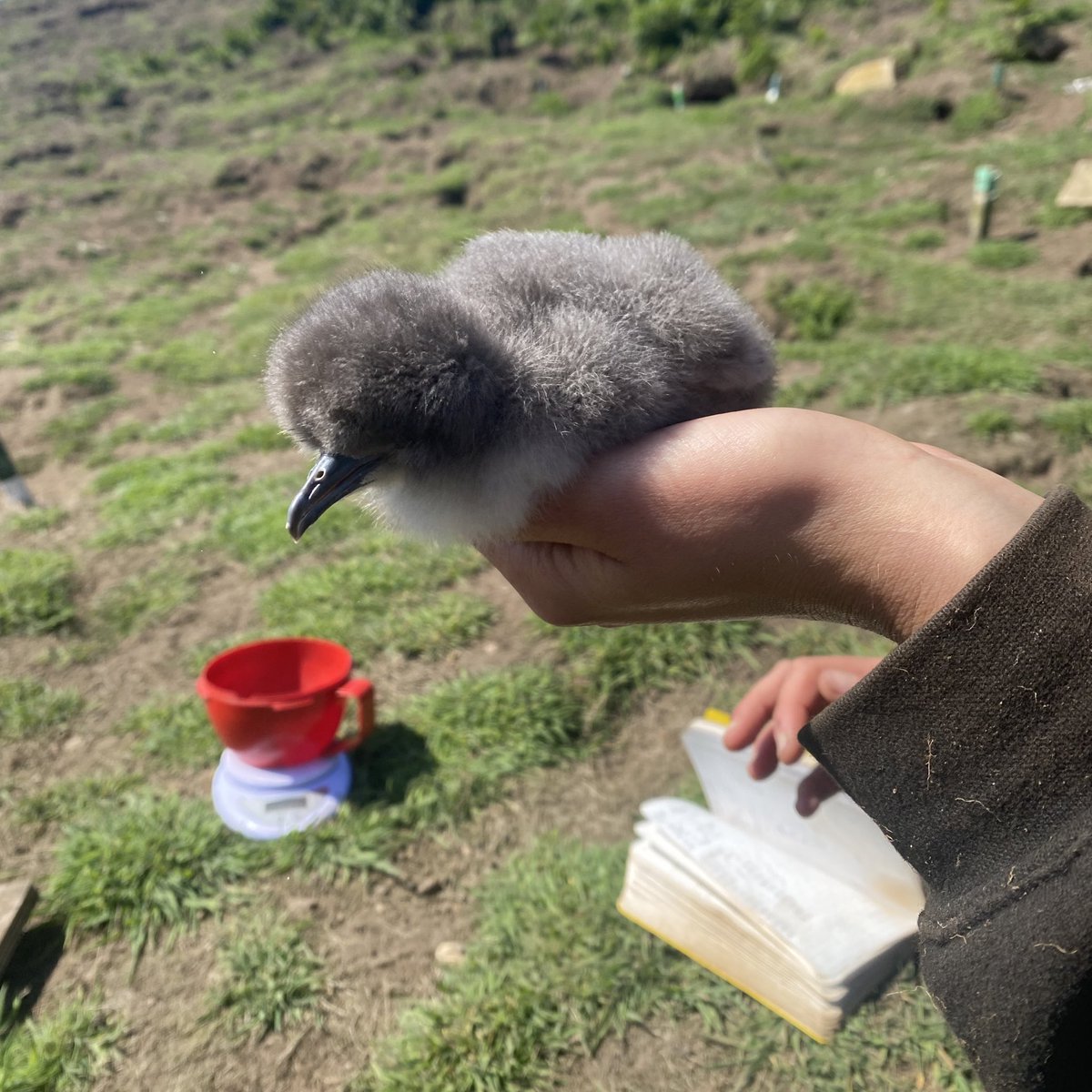 LFisherReeves's tweet photo. Seabirds, seabirds, #seabirds 🥰 having an amazing field season on @skomer_island - chick monitoring, GPS tracking, and plenty of fun! https://t.co/0ZEWipXzrU