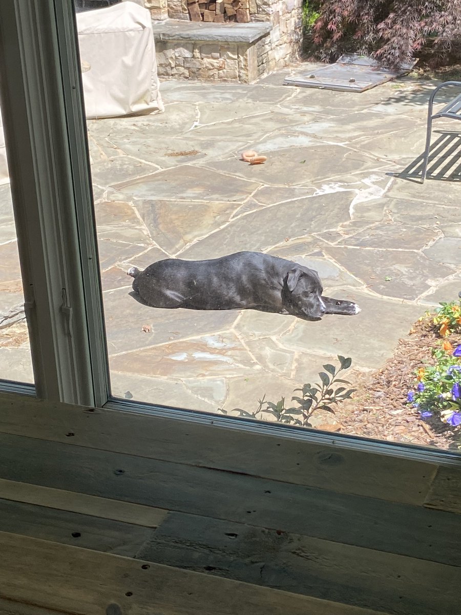 firstladycfb's tweet photo. Found this adorable nugget on Row C at DeKalb County Animal Shelter.  She had been there for 6 months.  Most perfect dog ever.  Ever.  Lani is Queen of @kingcfb ‘s ❤️❤️ #AdoptDontShop #MilaniOliver #shelterpup #perfectgirl @lifelineanimal #blackdog https://t.co/ooDEMJWAXr