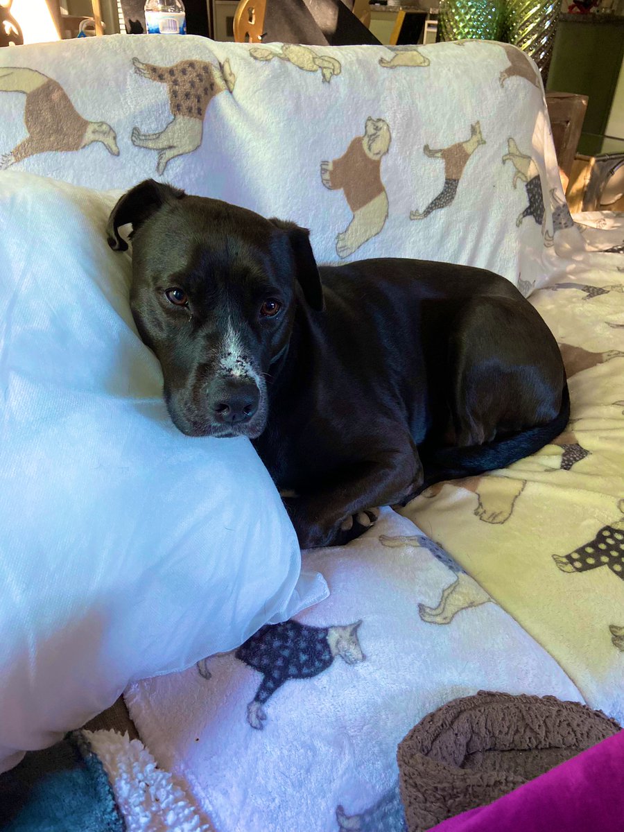 firstladycfb's tweet photo. Found this adorable nugget on Row C at DeKalb County Animal Shelter.  She had been there for 6 months.  Most perfect dog ever.  Ever.  Lani is Queen of @kingcfb ‘s ❤️❤️ #AdoptDontShop #MilaniOliver #shelterpup #perfectgirl @lifelineanimal #blackdog https://t.co/ooDEMJWAXr