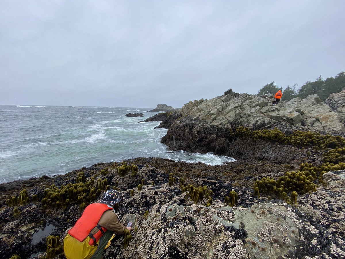 SamStarko's tweet image. Great (but wet) morning at outer coast site, Cape Beale, retrieving a year of intertidal temperatures from our @ElectricBlueCRL loggers (among other kelpy tasks) #KelpRescue #ClimateChange #LongTermMonitoring @MattCsordas @cneufeld5 @baumlab @BamfieldMSC