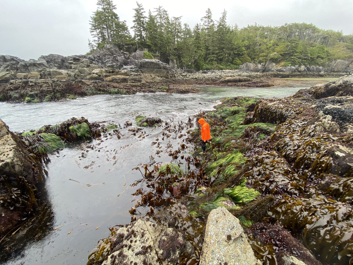Great (but wet) morning at outer coast site, Cape Beale, retrieving a year of intertidal temperatures from our @ElectricBlueCRL loggers (among other kelpy tasks) #KelpRescue #ClimateChange #LongTermMonitoring @MattCsordas @cneufeld5 @baumlab @BamfieldMSC