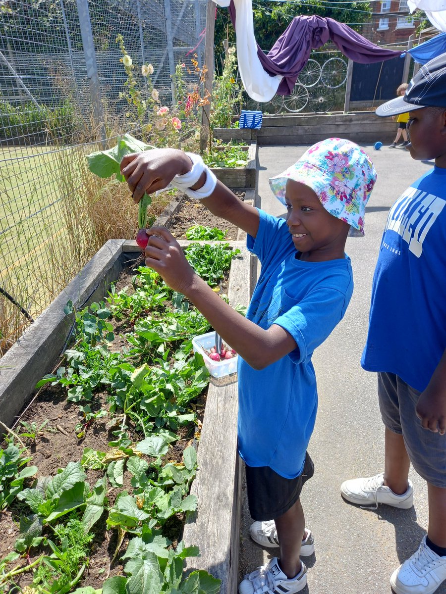 ConnieBO88's tweet photo. Today some juniors @ReayPrimary harvested and tried some of their radishes! #schoolgrowing @sfmtweet @Capital_Growth @RHSSchools @TreesforCities @EdibleLambeth https://t.co/UrOxUVikEW