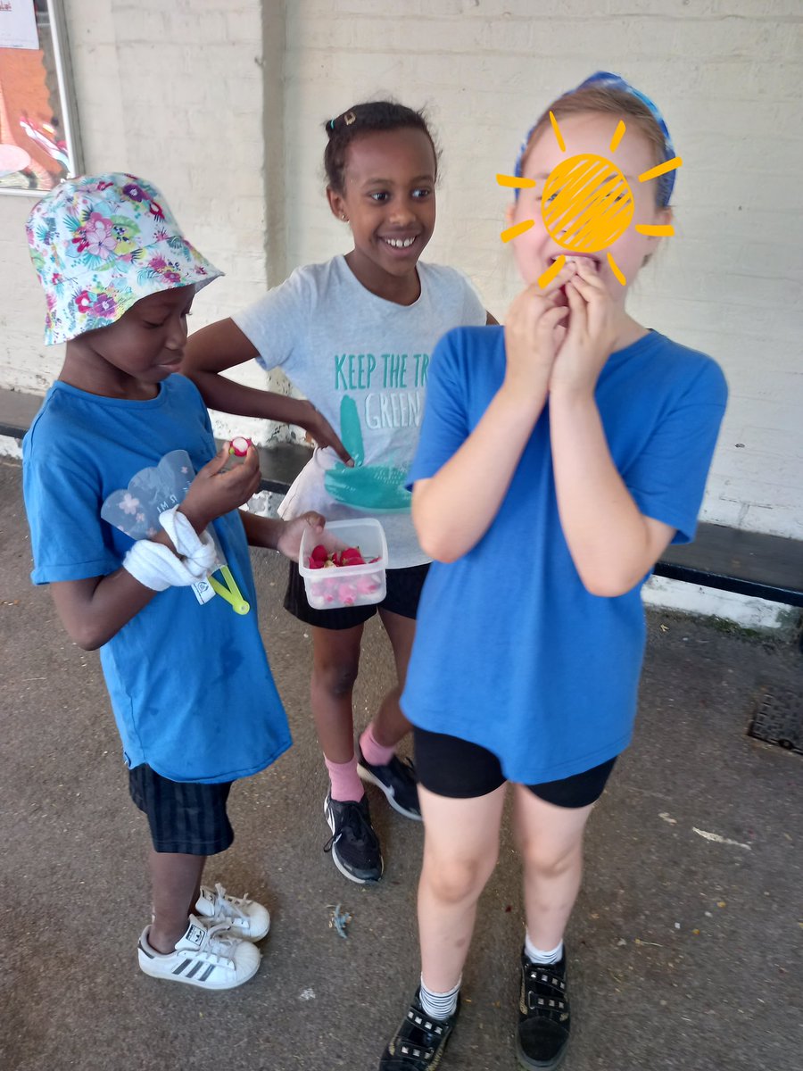 ConnieBO88's tweet photo. Today some juniors @ReayPrimary harvested and tried some of their radishes! #schoolgrowing @sfmtweet @Capital_Growth @RHSSchools @TreesforCities @EdibleLambeth https://t.co/UrOxUVikEW