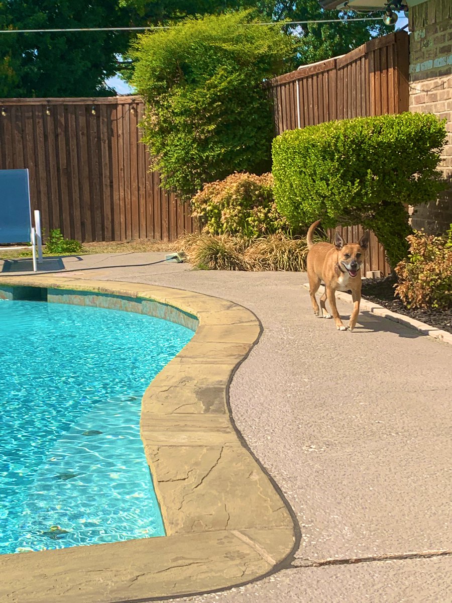 Freg_the_gecko's tweet image. Only 2 minutes before this guy decides being outside isn’t worth it #withhim