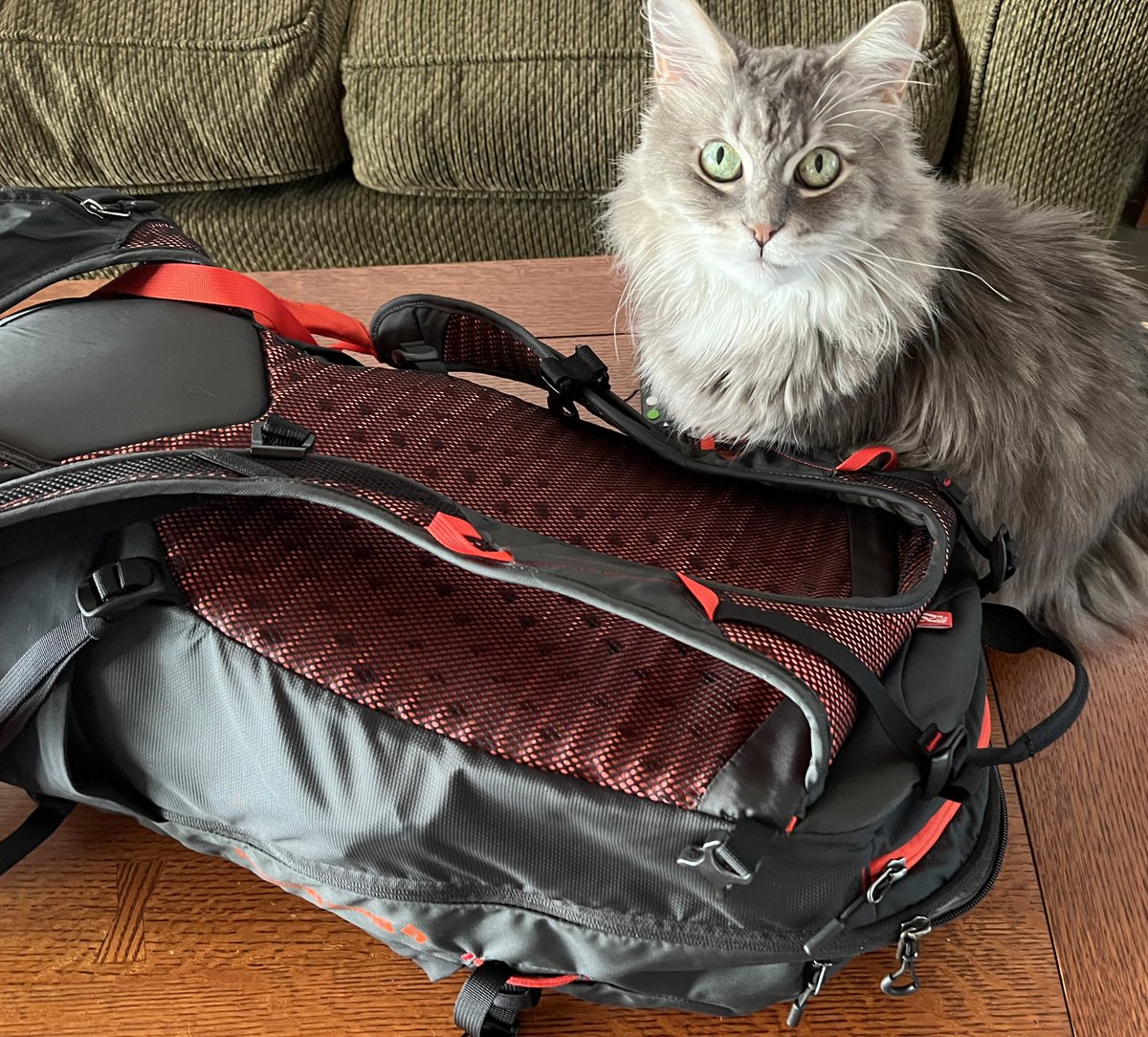 Brun Lab tweet media