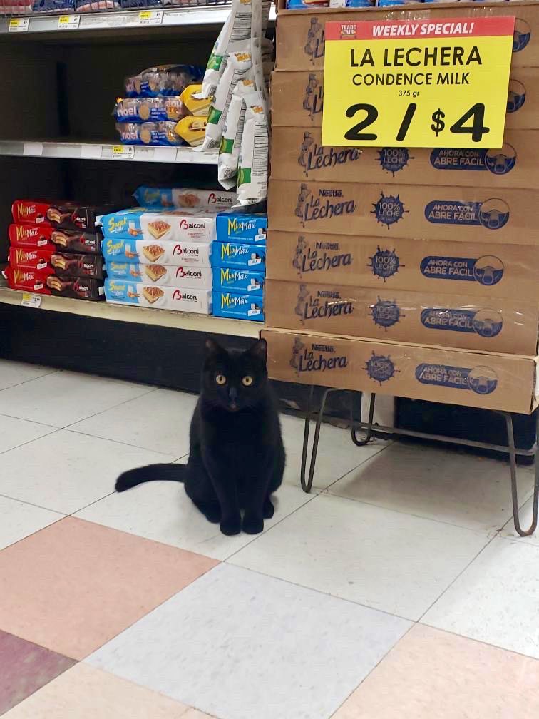 Bodegacats_'s tweet image. 