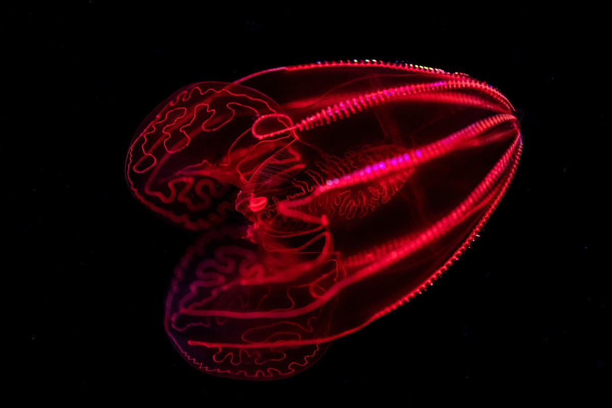 🇺🇸𝗢𝗹𝗱 𝗦𝘂𝗯𝗺𝗮𝗿𝗶𝗻𝗲𝗿⚓️ on Twitter "RT MontereyAq Behold the brilliant