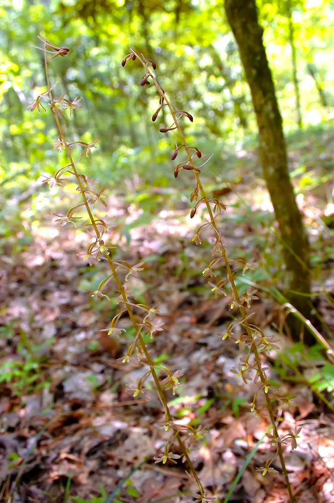 florida_nature's tweet image. Cranefly Orchid (Tipularia discolor) leightonphotography.photoshelter.com/gallery-image/…