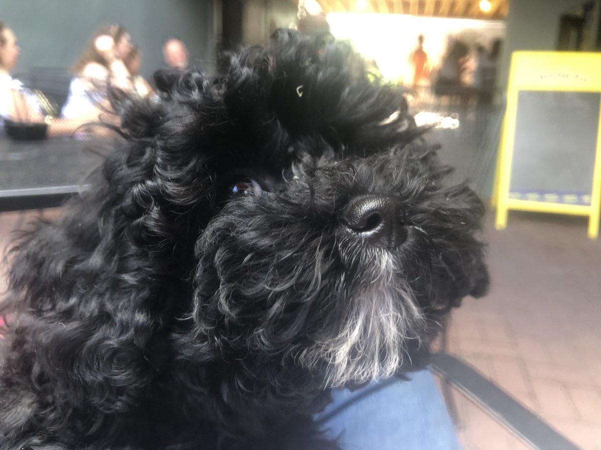 VanmeterKVM's tweet image. Today was a great afternoon for cocktails…can’t believe we found a table in the middle of SC Arts Fest crowds (and they allowed dogs!) #VanMeterLab