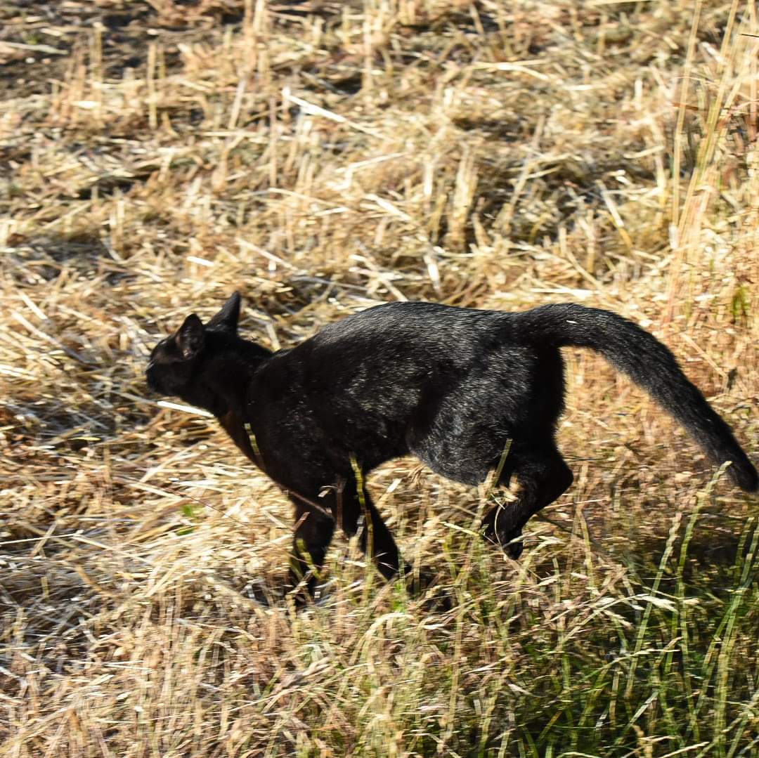 ABerryLloyd's tweet photo. Charlie enjoying his extra 50 acres of harvested field #Twittercats https://t.co/baRas7wVb9