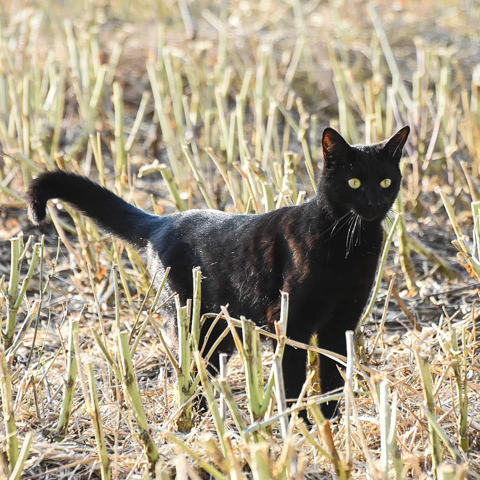 ABerryLloyd's tweet photo. Charlie enjoying his extra 50 acres of harvested field #Twittercats https://t.co/baRas7wVb9
