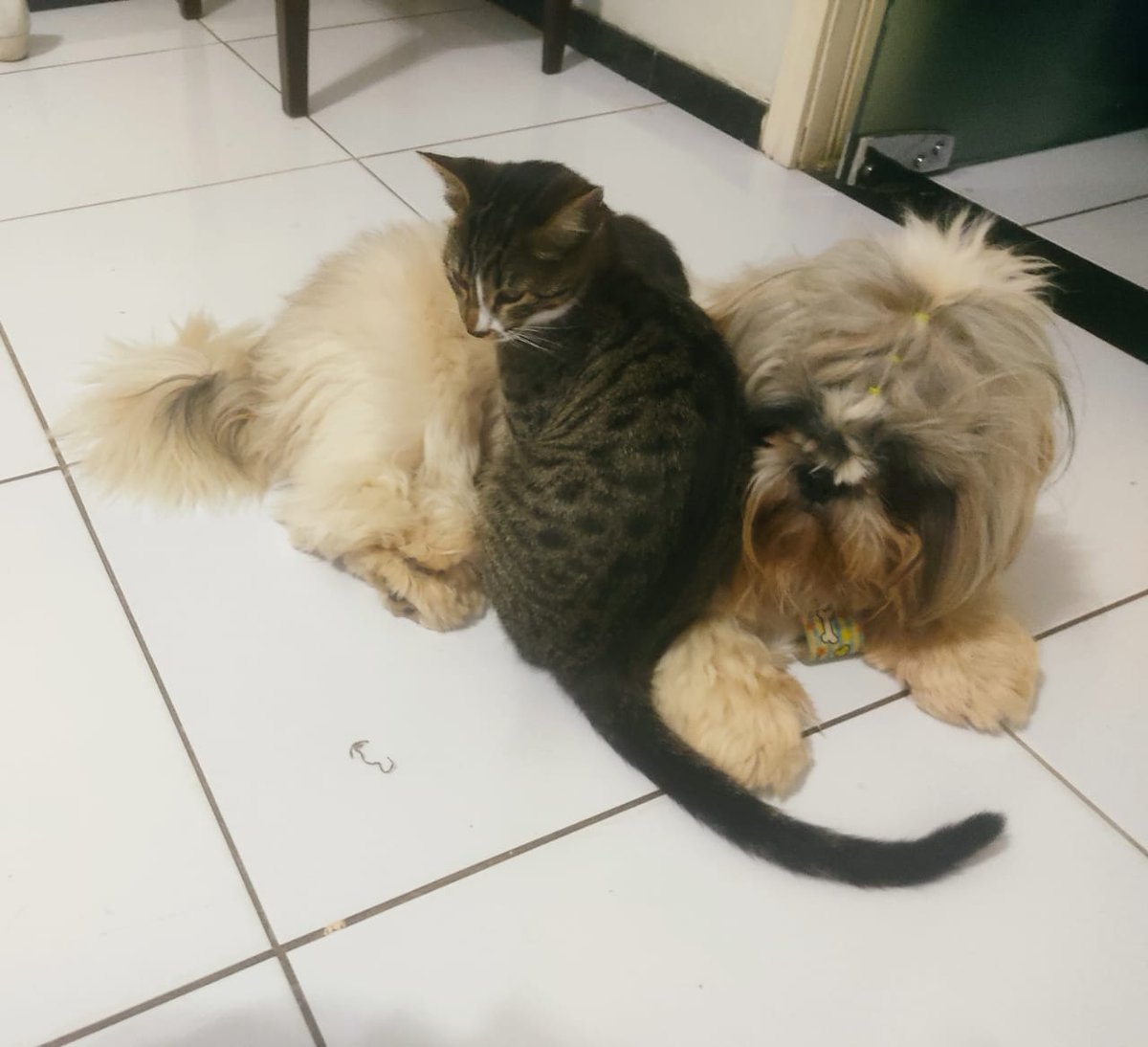 lSilverparry's tweet photo. meu cachorro e meu gato são melhores amigos https://t.co/9qw6ioTa4R