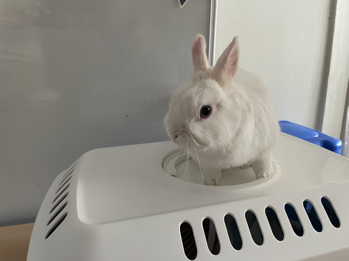 Cove Infant School tweet media