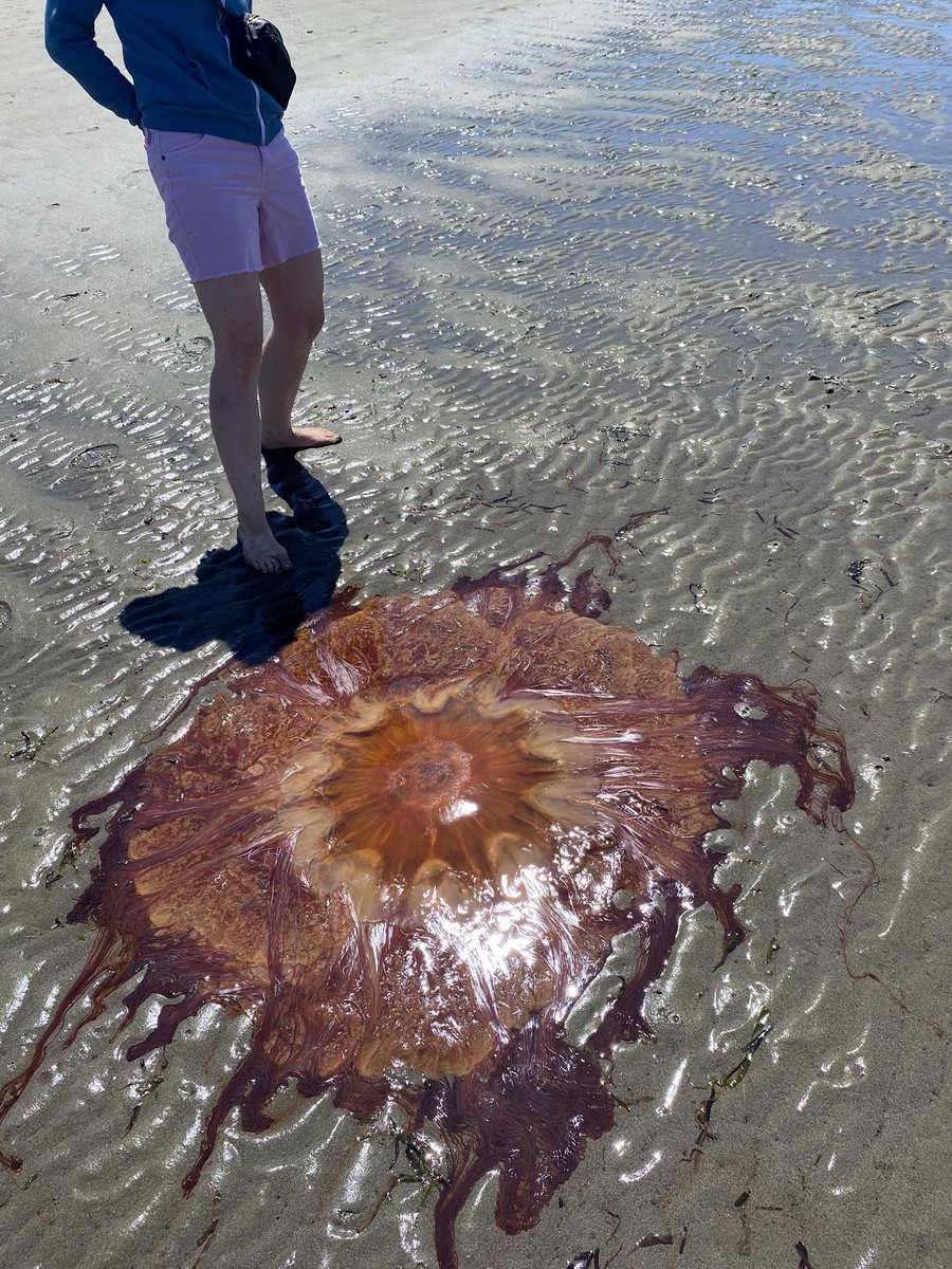 Amanda Abler tweet media