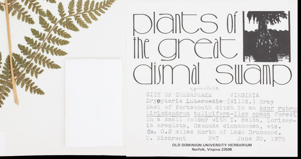 Happy Friday. Here's my new favorite #herbarium label header. That font...😍 #HerbariumLife
