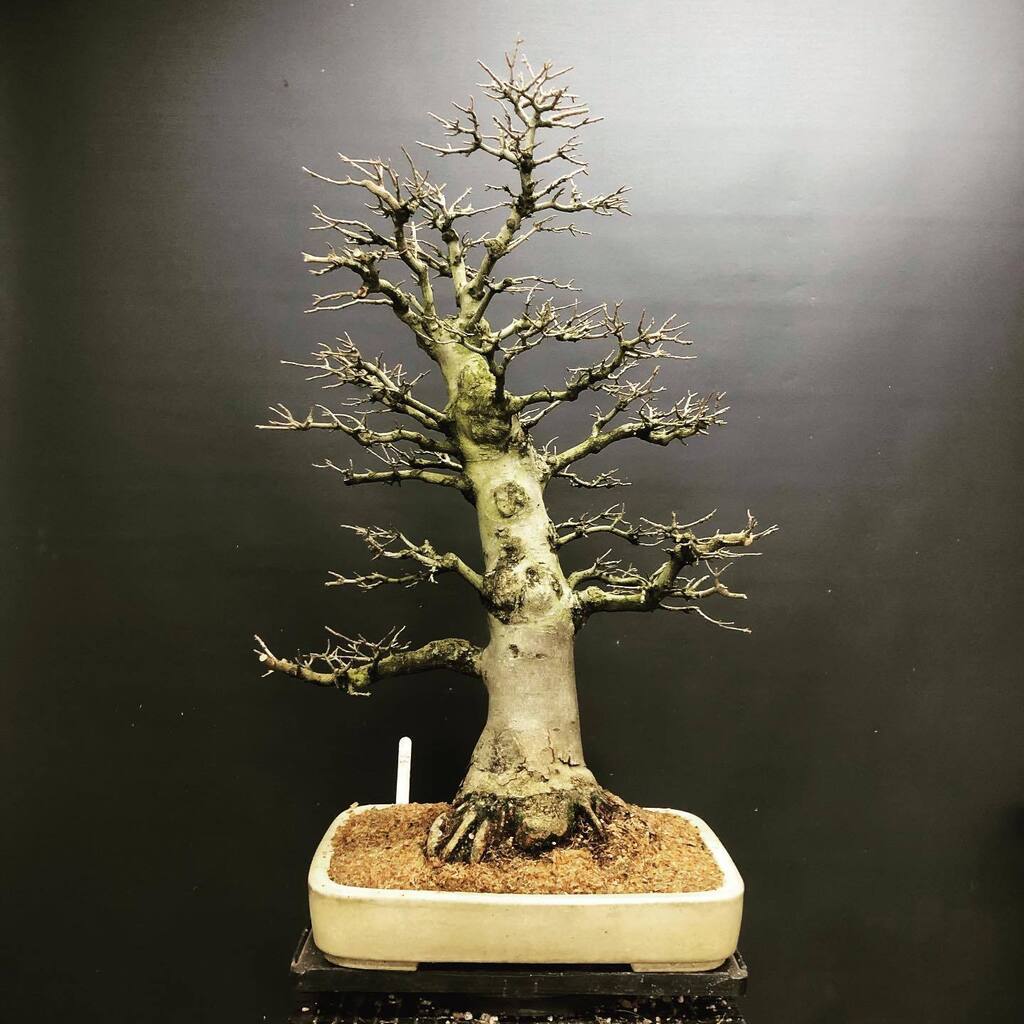 bonsaimatsu's tweet photo. This Trident Maple was an air layer. Swipe through to see the roots now. Nice and strong. You’ll see there were a few branch extensions that were used for vigor and branch thickening. They were removed and it was repotted. I made a video repotting this t… https://t.co/blBnuC71R9 https://t.co/TWMOi8i8Oh
