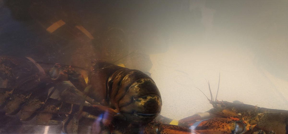 UnityLilac's tweet image. 